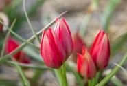 Tulipa spec. Fenna