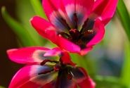 Tulipa humilis Little Beauty 6/+