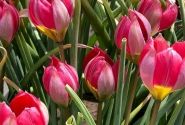 Tulipa humilis Little Beauty 6/+