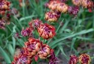 Tulipa humilis Samantha 6/+