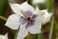 Tulipa humilis Alba Coerulea Oculata 6/+