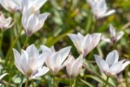 Tulipa humilis Alba Coerulea Oculata 6/+