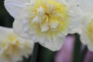 Narcissus, pildītiem z. Ice King 12/14
