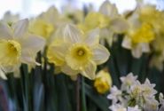 Narcissus, trompešu Ladea 14/16