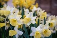 Narcissus, trompešu Ladea 14/16