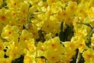 Narcissus, daudzziedu Scarlet Gem 14/16