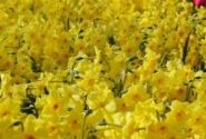Narcissus, daudzziedu Scarlet Gem 14/16