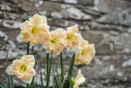 Narcissus, šķeltziedu Cum Laude 12/14