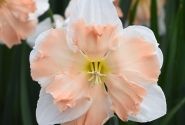 Narcissus, šķeltziedu Cum Laude 12/14