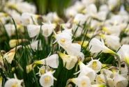 Narcissus, botāniskā White Petticoat 6/+