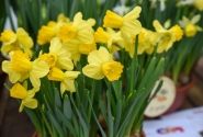 Narcissus cyclamineus Adriana Geertruida 12/14