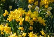 Narcissus cyclamineus Adriana Geertruida 12/14