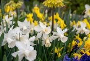 Narcissus cyclamineus Lady Madonna 12/14