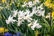 Narcissus cyclamineus Lady Madonna 12/14