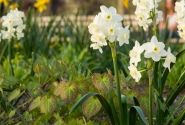 Narcissus triandrus Silver Chimes 12/14