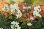 Narcissus triandrus Silver Chimes 12/14