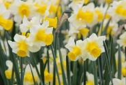 Narcissus, daudzziedu Golden Echo 12/+