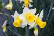 Narcissus, daudzziedu Golden Echo 12/+