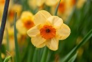 Narcissus, daudzziedu Kedron 12/14