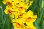Narcissus, daudzziedu Kedron 12/14