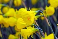 Narcissus, botāniskā Casual Elegance 7/8