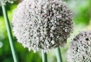 Allium Ping Pong 6/+