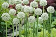 Allium Ping Pong 6/+