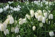 Fritillaria meleagris Alba 6/+