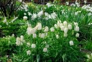 Fritillaria meleagris Alba 6/+
