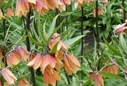 Fritillaria imperialis Early Fantasy 16/+