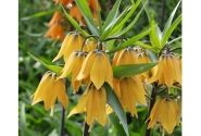 Fritillaria imperialis Early Fantasy 16/+