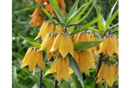 Fritillaria imperialis Early Fantasy 16/+