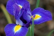 Iris hollandica (lielziedu) Blue Magic 10/+