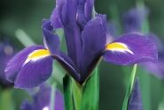 Iris hollandica (lielziedu) Blue Magic 10/+