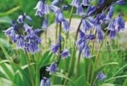 Hyacinthoides non-scripta Blue Bell 7/8