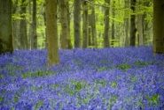 Hyacinthoides non-scripta Blue Bell 7/8