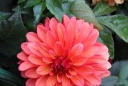 Dahlia hortensis Gallery Matisse