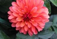 Dahlia hortensis Gallery Matisse