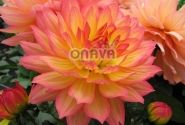 Dahlia hortensis Gallery Pablo