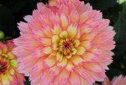 Dahlia hortensis Gallery Pablo