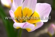 Tulipa bakeri Lilac Wonder 6/+