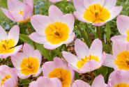 Tulipa bakeri Lilac Wonder 6/+