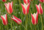 Tulipa clusiana Peppermintstick 6/+
