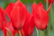 Tulipa linifolia 4/5