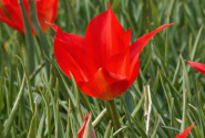 Tulipa linifolia 4/5