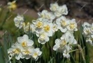Narcissus, daudzziedu Cheerfulness 12/14