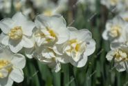 Narcissus, daudzziedu Cheerfulness 12/14