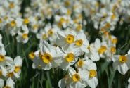 Narcissus, daudzziedu Geranium 12/14