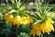 Fritillaria imperialis Maxima Lutea 24/+