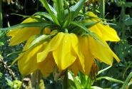 Fritillaria imperialis Maxima Lutea 24/+